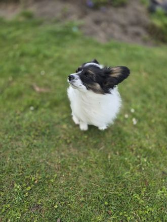 Papillon zu verkaufen