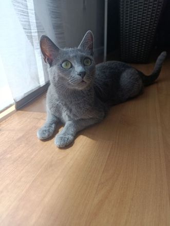 Russisch Blau Mix Kitten, noch 1 junge und 1 Mädchen frei