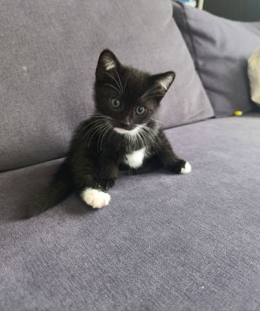 Russisch Blau Mix Kitten, noch 1 junge und 1 Mädchen frei