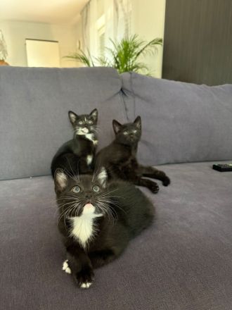 Russisch Blau Mix Kitten, noch 1 junge und 1 Mädchen frei