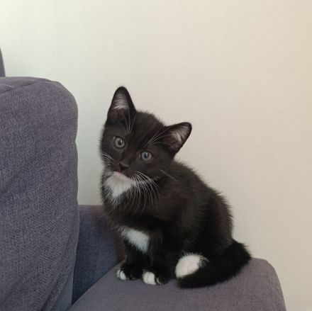 Russisch Blau Mix Kitten, noch 1 junge und 1 Mädchen frei