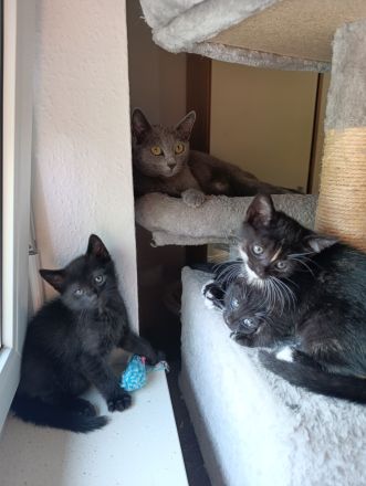 Russisch Blau Mix Kitten, noch 1 junge und 1 Mädchen frei