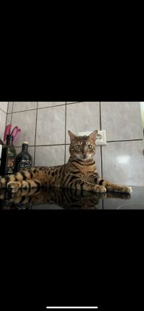 Reinrassiger Bengalkater sucht neues Zuhause