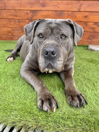 Kamala - menschenbezogen, freundlich, verschmust