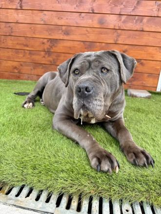 Kamala - menschenbezogen, freundlich, verschmust