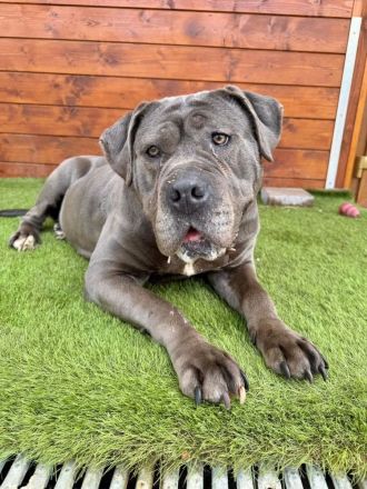 Kamala - menschenbezogen, freundlich, verschmust