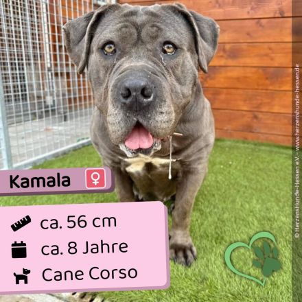 Kamala - menschenbezogen, freundlich, verschmust