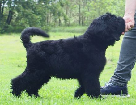 Schwarzer russischer Terrierwelpe Astra Fidelis FCI