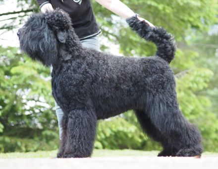 Schwarzer russischer Terrierwelpe Astra Fidelis FCI