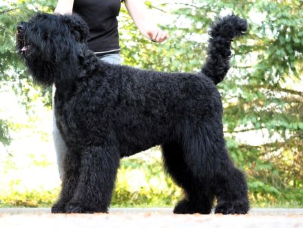 Schwarzer russischer Terrierwelpe Astra Fidelis FCI