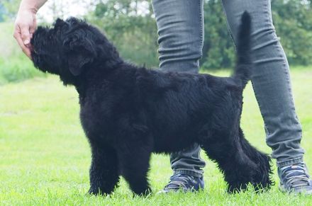 Schwarzer russischer Terrierwelpe Astra Fidelis FCI