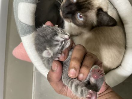 Süße Siam BKH Mix Kitten