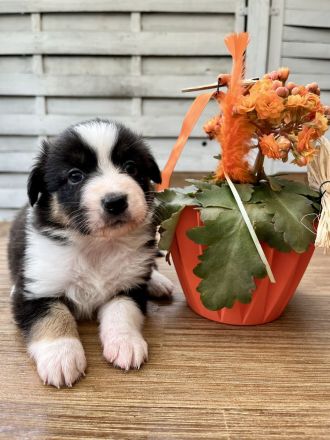 Reinrassige Australian Shepherd Welpen