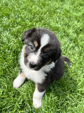Reinrassige Australian Shepherd Welpen
