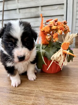Reinrassige Australian Shepherd Welpen