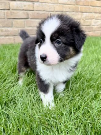 Reinrassige Australian Shepherd Welpen