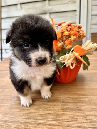 Reinrassige Australian Shepherd Welpen