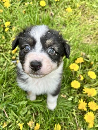 Reinrassige Australian Shepherd Welpen