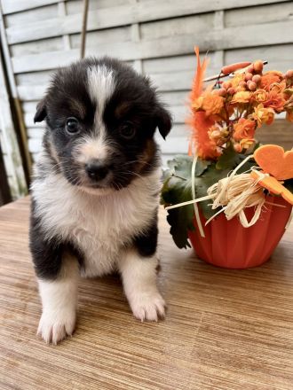 Reinrassige Australian Shepherd Welpen