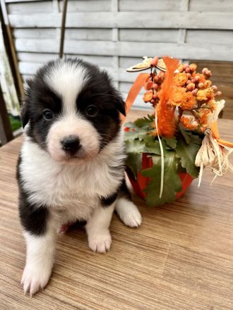 Reinrassige Australian Shepherd Welpen