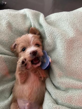 Maltipoo Welpen Mitte Mai Abgabe bereit