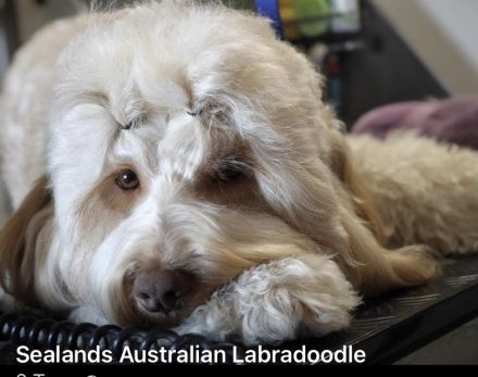 Sealand's Australian Labradoodle