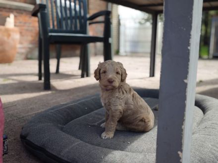 Sealand's Australian Labradoodle