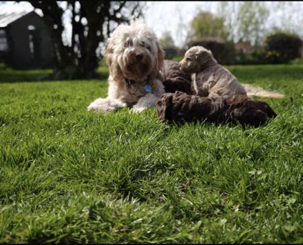 Sealand's Australian Labradoodle