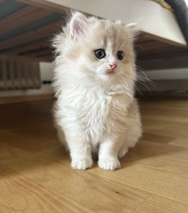 Unsere BKH- und BLH-Kätzchen – exzellente Abstammung & Champion-Stammbaum