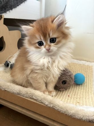 Unsere BKH- und BLH-Kätzchen – exzellente Abstammung & Champion-Stammbaum