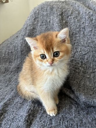 Unsere BKH- und BLH-Kätzchen – exzellente Abstammung & Champion-Stammbaum