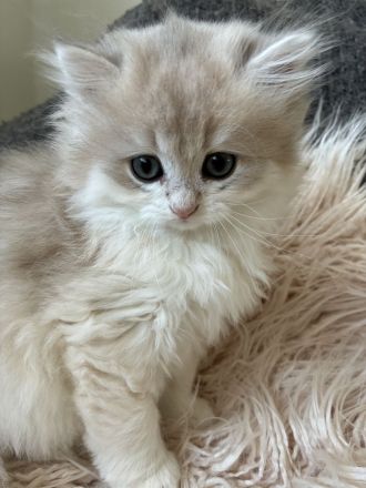 Unsere BKH- und BLH-Kätzchen – exzellente Abstammung & Champion-Stammbaum