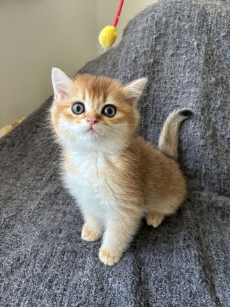 Unsere BKH- und BLH-Kätzchen – exzellente Abstammung & Champion-Stammbaum