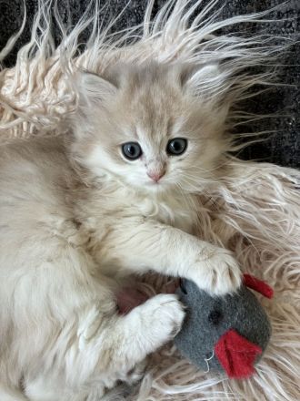 Unsere BKH- und BLH-Kätzchen – exzellente Abstammung & Champion-Stammbaum