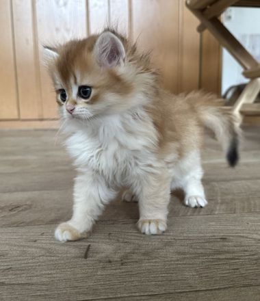 Unsere BKH- und BLH-Kätzchen – exzellente Abstammung & Champion-Stammbaum