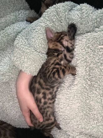 Bengal Kitten