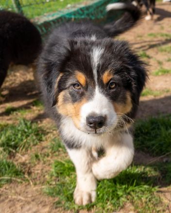 Reinrassige Australien Shepherd Welpen