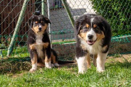 Reinrassige Australien Shepherd Welpen