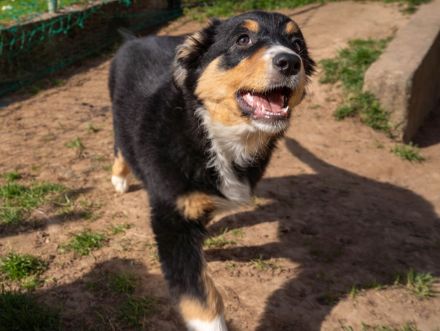 Reinrassige Australien Shepherd Welpen