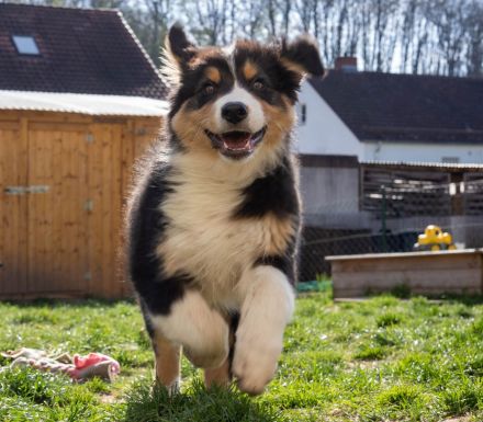 Reinrassige Australien Shepherd Welpen
