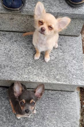 Chihuahua Welpen reinrassig langhaar