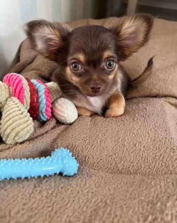 Chihuahua Welpen reinrassig langhaar