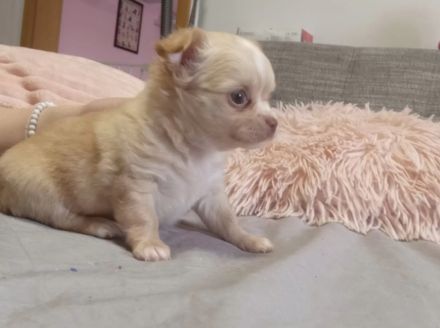 Chihuahua Welpen reinrassig langhaar