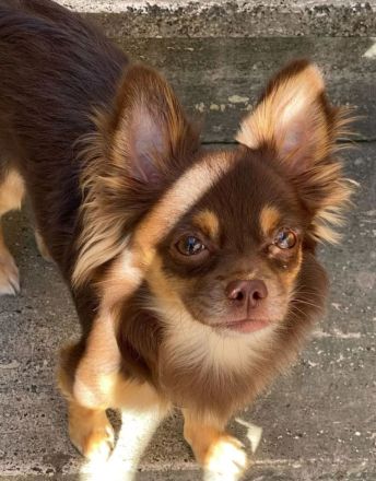 Chihuahua Welpen reinrassig langhaar