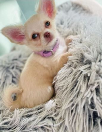 Chihuahua Welpen reinrassig langhaar