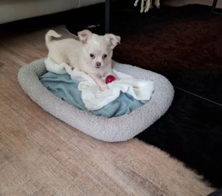 Chihuahua Welpen reinrassig langhaar