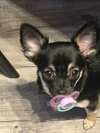 Chihuahua Welpen reinrassig langhaar
