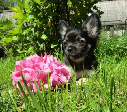 Chihuahua Welpen reinrassig langhaar