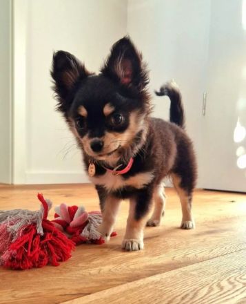 Pomchi Welpen langhaar