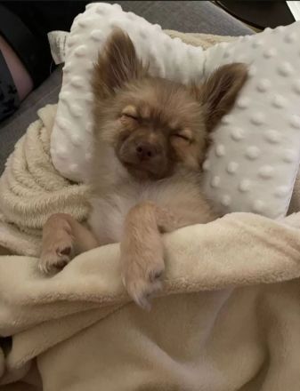 Pomchi Welpen langhaar